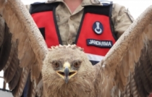 Hatay'da jandarmanın bulduğu yaralı kartal tedaviye alındı