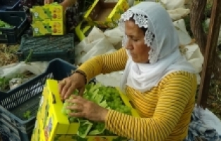 Mersin'de örtü altında üzüm hasadı yapıldı