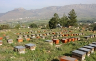 Mersin'de polen hasadı başladı