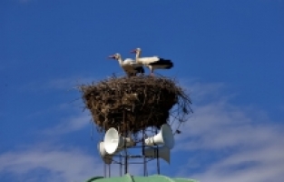Osmaniye'de cami kubbesine taşınan yuva yeniden leyleklerle buluştu