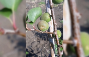 Tarsus'ta dolu etkili oldu