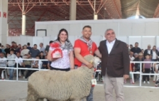 Burdur'da Honamlı tekesi ve Merinos koçu güzellik yarışması düzenlendi