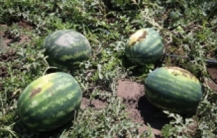 Coğrafi işaret tescilli Adana karpuzunun marka değeri timlerle korunuyor