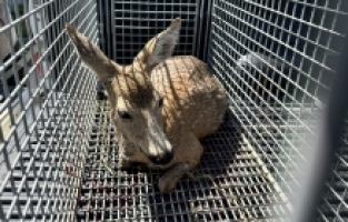 Hatay'da yaralı bulunan karaca tedaviye alındı