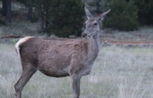 Salda Gölü çevresi kızıl geyiklerin yeni yuvası oluyor