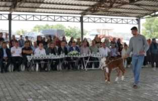 Tarsus'ta “Buzağı Güzellik Yarışması“ düzenlendi