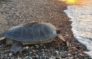 Deniz kaplumbağaları Mersin sahillerine yumurta bırakmaya başladı