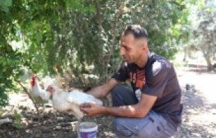 Hatay'da sahipsiz köpekler 50 kümes hayvanını telef etti