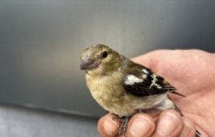 Isparta'da sıcaktan bitkin düşen kuş yavrusu vatandaşın yardımıyla canlandı