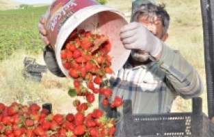 Kahramanmaraş'ın kıraç toprakları çilek üretimiyle canlanıyor