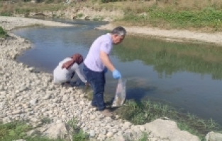Osmaniye'de çayda balık ölümleri üzerine inceleme başlatıldı