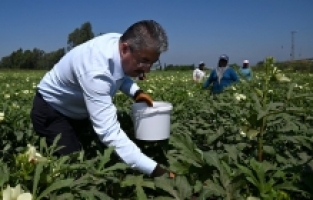 Vali Yılmaz, bamya hasadı yaptı