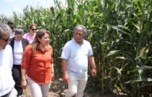 Adana'da 62 çeşit silajlık mısırdan verimi ve kalitesi yüksek olanlar tescillenecek
