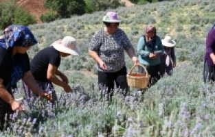 Atıl araziye kurulan lavanta bahçesi, köylülerin yeni geçim kaynağı oldu