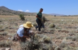 Burdur'da susuz tarımla üretilen ölmez çiçek üreticinin yüzünü güldürüyor