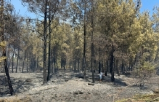 Antalya'da yerleşim yerleri yakınında çıkan yangın kontrol altına alındı