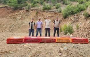 Hatay'da 300 kınalı keklik doğaya bırakıldı