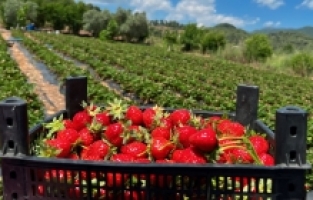 Hatay'da çilek hasadı devam ediyor