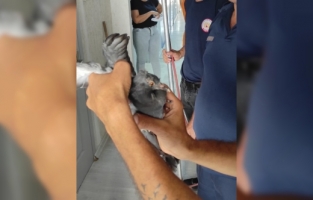 Hatay'da havalandırma borusunda mahsur kalan güvercin kurtarıldı