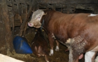 Isparta'da boğanın boynuzlayıp ezdiği sahibi öldü