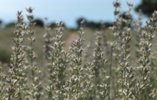 Lavanta bahçelerinin fotoğrafları bu yıl erken soldu