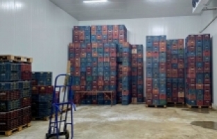 Mersin'de Hal Kayıt Sistemi'ne bildirilmeyen 380 ton limon tespit edildi