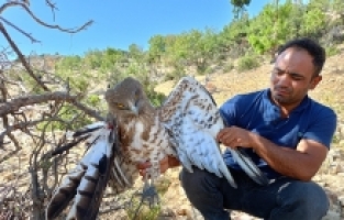 Mersin'de yaralı bulunan kartal tedavi altına alındı