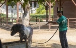Tarsus Doğa Parkı'nda hayvanlar buz kokteyli ve yağmurlama sistemiyle ferahlıyor