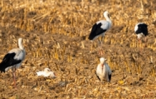 Göç yolundaki leyleklerin bir kısmı Adana'da “mola verdi“