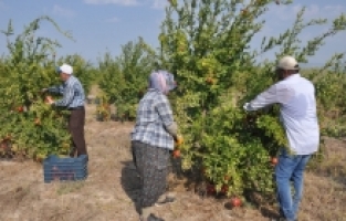 Mersin'de nar üreticisinin hasat mesaisi başladı