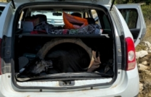 Mersin'de yaban keçisi avlayan 2 kişiye 1 milyon 315 bin lira ceza kesildi