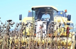 Vali Yılmaz biçerdöverle ayçiçeği hasadı yaptı