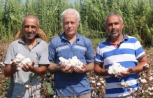 Antalya'da pamuk hasadı başladı