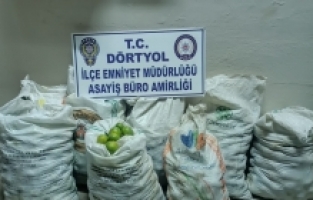 Dörtyol'da mandalina çaldıkları iddia edilen 2 şüpheli tutuklandı