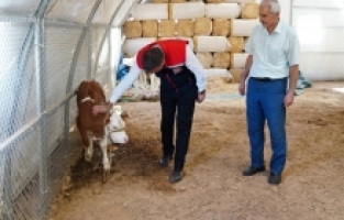 Osmaniye'de depremzede yetiştiricilere 46 çadır ahır kuruldu