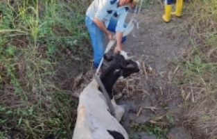 Osmaniye'de sulama kanalına düşen ineği itfaiye ekibi kurtardı