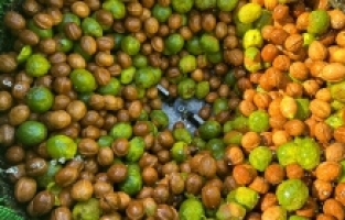 Osmaniye'nin verimli toprakları, Türkiye’nin ceviz üretimine katkı sağlıyor