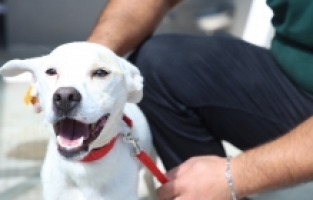 Antalyaspor'un sahiplendiği köpeğe “Akrep“ ismi verildi