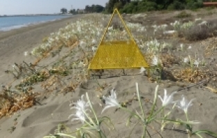 Mersin'de yumurtalarından çıkan kaplumbağa yavruları denizle buluştu