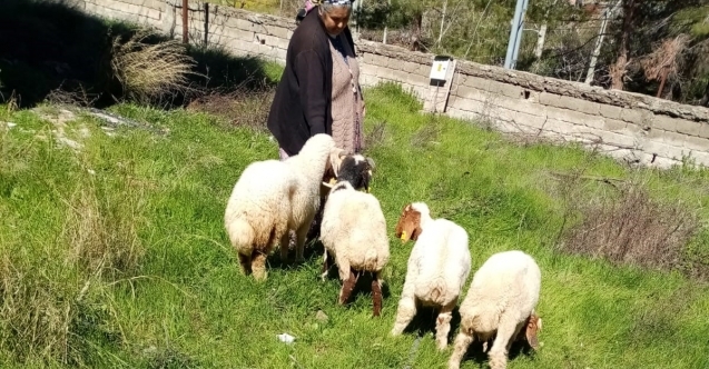 Kayıp koyunları, jandarma buldu