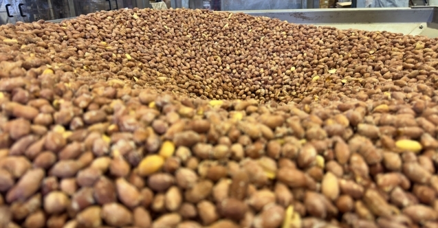 AB tescilinin Osmaniye yer fıstığında üretim ve ihracatı artırması bekleniyor