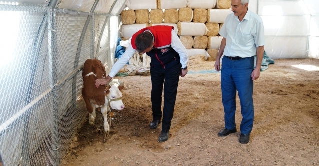 Osmaniye'de depremzede yetiştiricilere 46 çadır ahır kuruldu