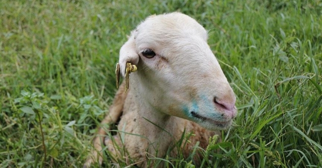 Osmaniye'de "mavi dil" alarmı!