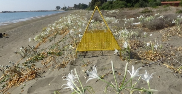Mersin'de yumurtalarından çıkan kaplumbağa yavruları denizle buluştu
